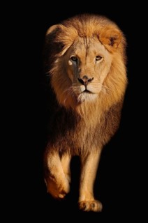 African lion (Pathera leo), male, captive, occurrence in Africa