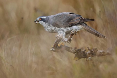 A female Northern Goshawk perched on a branch, displaying its distinctive plumage. The background