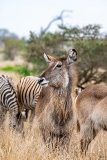 Ellipsen waterbuck (Kobus ellipsiprymnus), adult female, Kruger National Park, South Africa