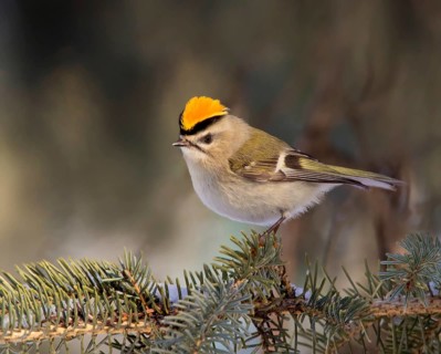 Golden-crowned Kinglet (Regulus satrapa) male, Saskatchewan, Canada