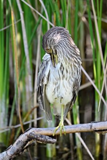 Night heron (Nycticorax nycticorax), young bird sitting on a branch, Canton of Neuchâtel,