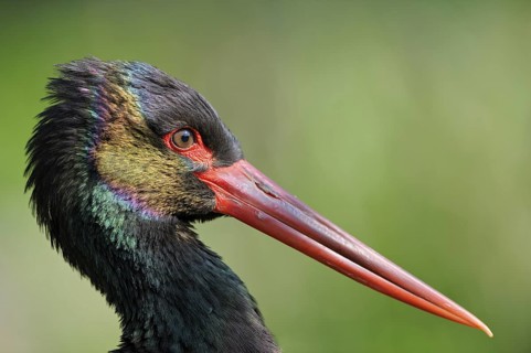 Schwarzstorch (Ciconia nigra), Black Storck, Altvogel, Portrait, captive, April, Zoo,