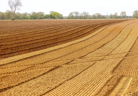 Field of furrows in sandy soil prepared for planting potato crop, Shottisham, Suffolk Sandlings,