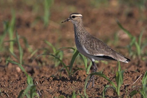 Sociable Lapwing (Vanellus gregarius), Oman
