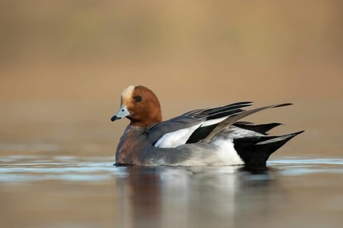 Smient laag standpunt, Eurasian Wigeon low point of view