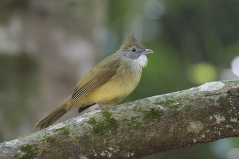 Puff-throated Bulbul (Alophoixus pallidus), Chaiyaphum, Thailand