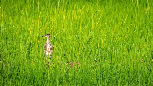 A lone bird stands in the tall, green grass, radiating peace and closeness to nature, a paddy heron