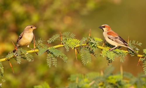 Plain-backed Sparrow (Passer flaveolus) pair, Thailand