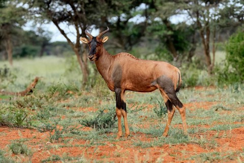 Tsessebe (Damaliscus lunatus), lyrebird, crescent moon antelope, adult, alert, Mokala National