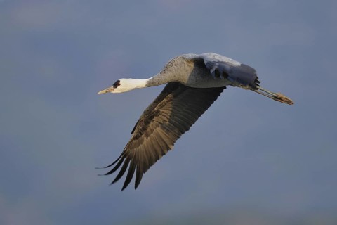 Hooded Crane (Grus monacha) flying, Arasaki, Japan