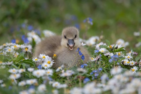 Greylag goose (Anser anser) juvenile baby gosling bird amongst Daisy and Speedwell spring flowers,