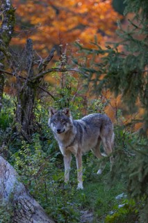 One eurasian gray wolf (Canis lupus lupus) standing on a log on a small hill with a bright and