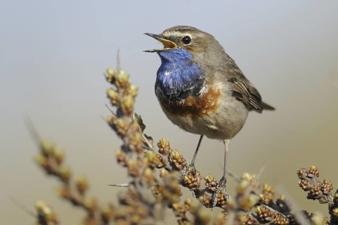 Bluethroat (Luscinia svecica cyanecula) singing, Texel, Netherlands
