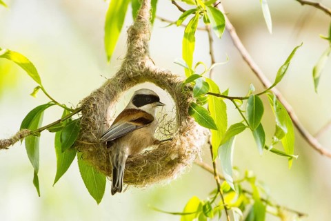 Beutelmeise adult männl. beginnt Nestbau
