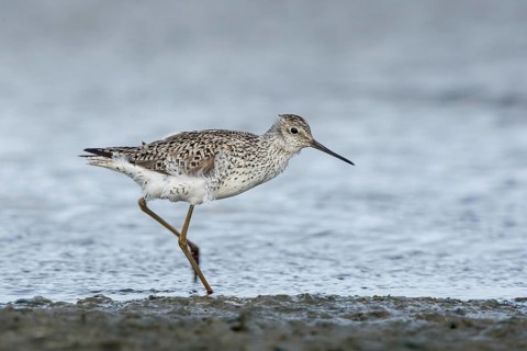 Marsh Sandpiper (Tringa stagnatilis) foraging