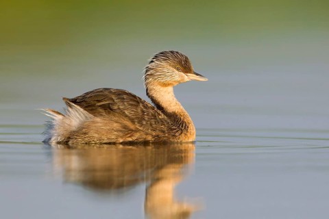 Hoary-headed Grebe (Poliocephalus poliocephalus), Victoria, Australia
