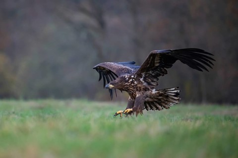 White-tailed eagle (Haliaeetus albicilla), juvenile, young white-tailed eagle approaching a forest