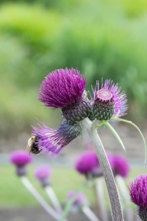 Creeping thistle (Cirsium rivulare 'Trevors Blue Wonder'), Harry van de La assortment garden,