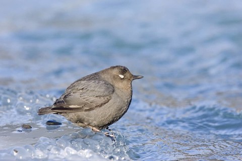 American Dipper Cinclus mexicanus Soldatna, Kenai Peninsula, ALASKA, USA March Adult showing white