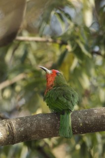Red-bearded Bee-eater (Nyctyornis amictus), Kaeng Krachan, Thailand