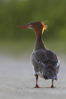 Red-breasted Merganser (Mergus serrator) female, Schleswig-Holstein, Germany