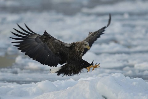 White-tailed Eagle (Haliaeetus albicilla) flying, Hokkaido, Japan