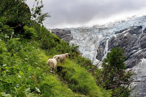 Two sheep (Ovis gmelini aries) on a steep mountain meadow in front of a glacier, mountain landscape
