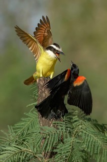 Great Kiskadee (Pitangus sulphuratus) & male Red-shouldered Blackbird (Agelaius assimilis)