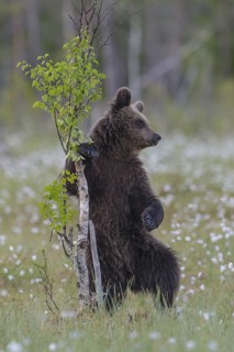 Eurasian Brown Bear (Ursus arctos) cub standing at young tree in white cottongrass, Finland