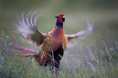 Common Pheasant (Phasianus colchicus) male flapping wings, Texel, Netherlands
