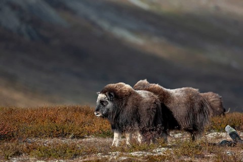 The musk ox calves (Ovibos moschatus) keep looking at the adult animals, eye contact is reassuring