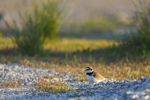 Little Ringed Plover (Charadrius dubius), North Rhine-Westphalia, Germany