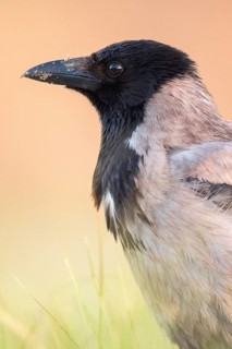 Hooded Crow (Corvus cornix), Romania