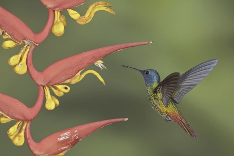 Golden-tailed Sapphire (Chrysuronia oenone), Ecuador
