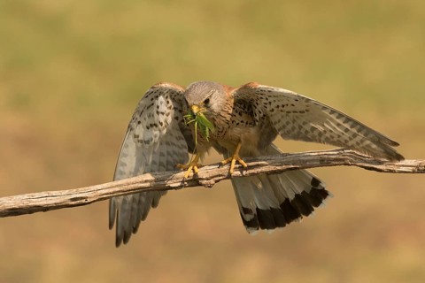 Common Kestrel (Falco tinnunculus) male perched on a branch with captured grasshopper, Serbia