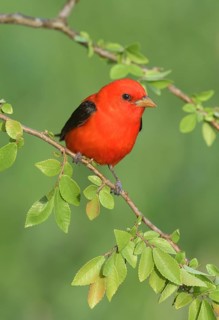 Scarlet Tanager (Piranga olivacea) male perched on a branch, Texas, USA