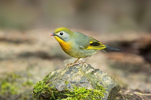 Red-billed Leiothrix (Leiothrix lutea), Yunnan, China