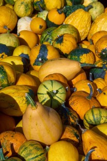 Varied pumpkins in shades of green, yellow and orange, creating an autumnal atmosphere and natural