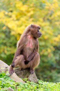 A female Gelada (Theropithecus gelada), or bleeding-heart monkey sits in beautiful light on a rock