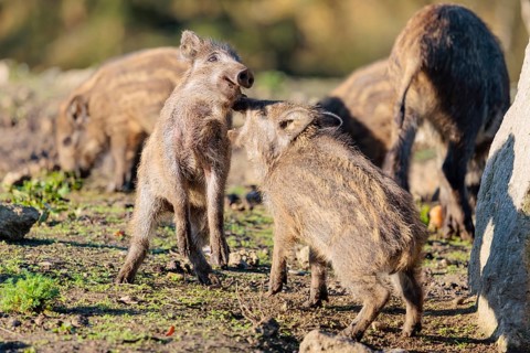 Two young wild boars (Sus scrofa) are fighting fiercely in the early morning light in a clearing.