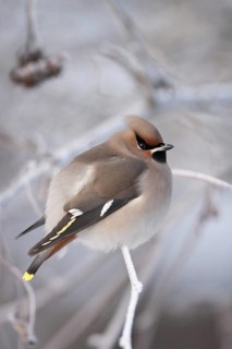 Bohemian Waxwing (Bombycilla garrulus), Finland