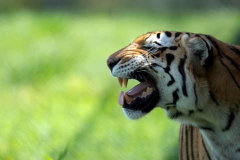 Close-up of a Bengal tiger, Panthera tigris tigris, yawning with a vivid green natural background
