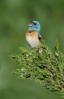 Lazuli Bunting (Passerina amoena) male singing, perched on a branch, British Columbia, Canada