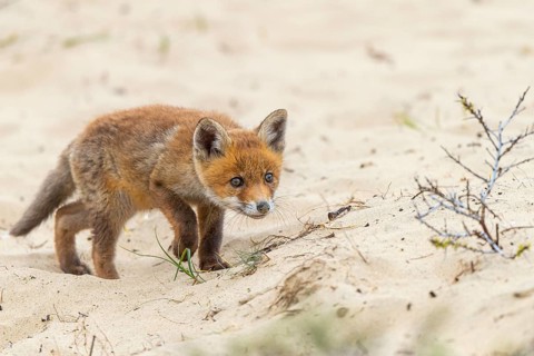 Fox (Vulpes vulpes), puppy, young fox, cute, Zandvoort, Netherlands