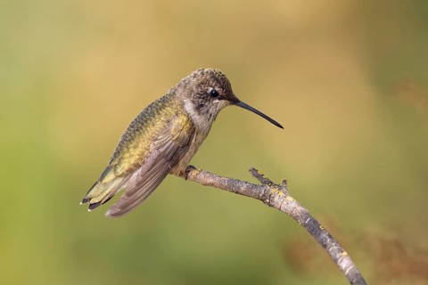 Juvenile Anna's Hummingbird perched on a twig