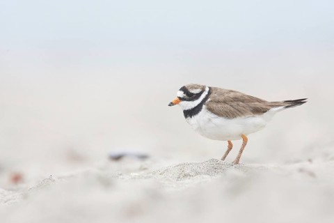 Common Ringed Plover (Charadrius hiaticula), Schleswig-Holstein, Germany