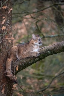 One young adult cougar, Puma concolor, resting on a big branch high up in an oak tree
