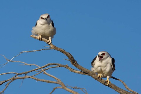 Schwarzachselaar (Elanus scriptus) pair, South Australia, Australia