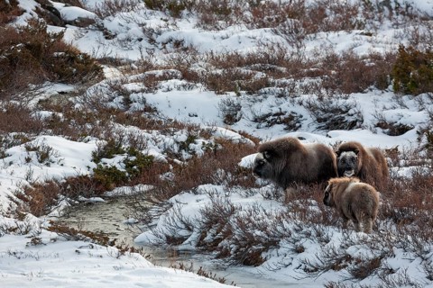 Three musk ox calves (Ovibos moschatus) waiting for their mothers who are looking for food on the