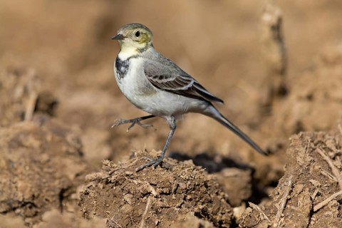 White wagtail, (Motacilla alba), BTiere, birds, family of wagtails and pipits, Steglarp, Vellinge,